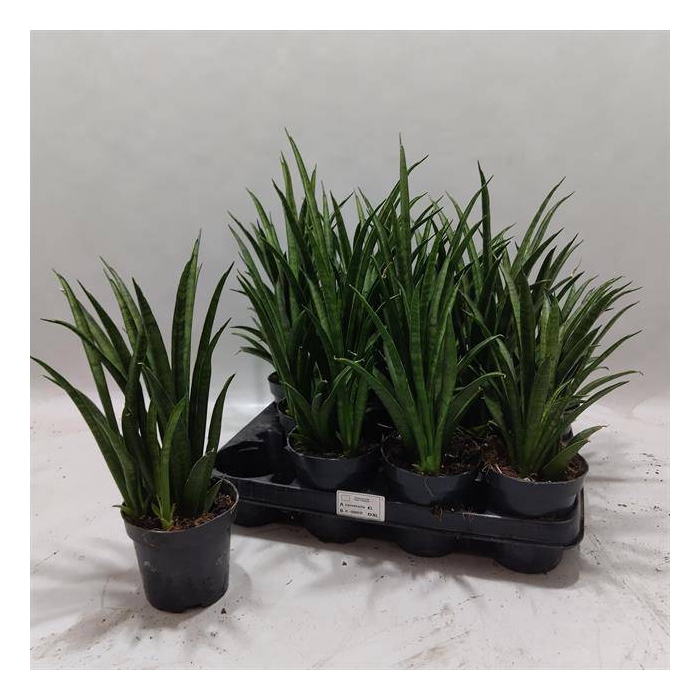 <h4>Sansevieria Kirkii 10Ø 30cm</h4>