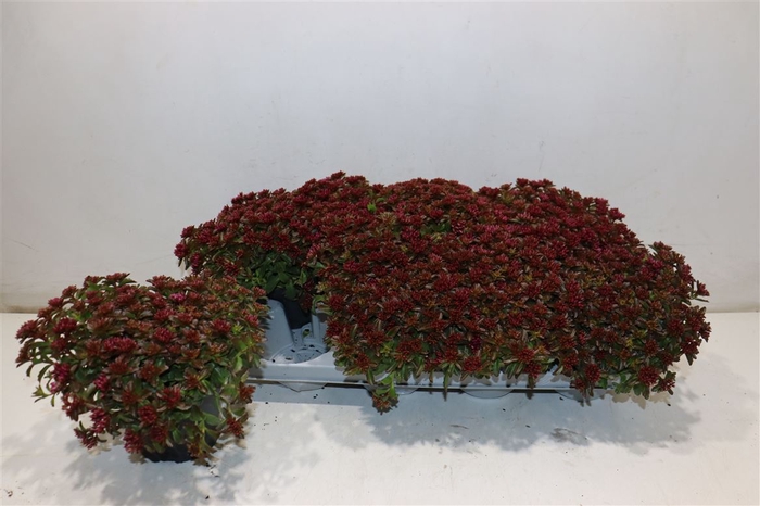 <h4>Sedum Spu Spot D Ros</h4>