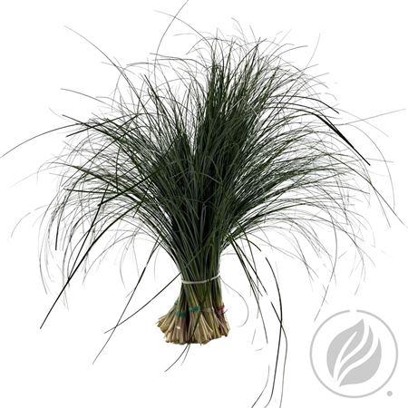 <h4>BEARGRAS VENTIUM X40</h4>