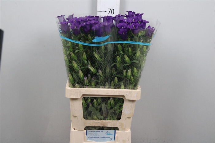 <h4>Camp M Champion Blue</h4>