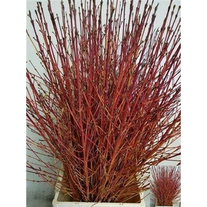 T Cornus Sa Winter Bea 60cm