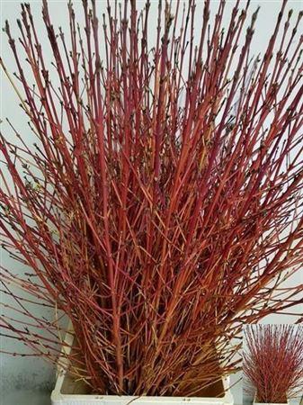<h4>T Cornus Sa Winter Bea 60cm</h4>