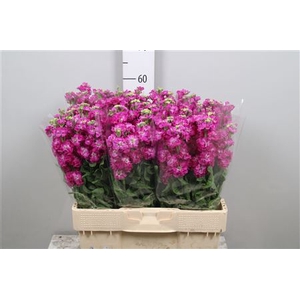 Matth Stox Deep Rose