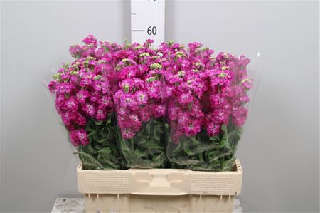 <h4>Matth Stox Deep Rose</h4>