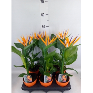 Arr.  Strelitzia L%