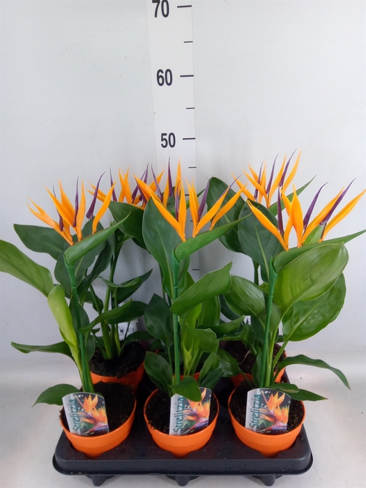<h4>Arr.  Strelitzia L%</h4>