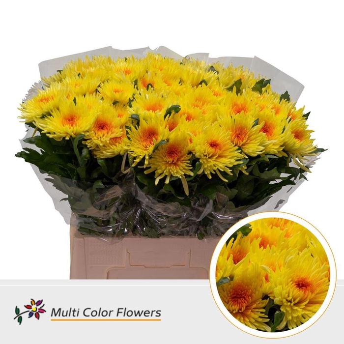 <h4>Chrysanthemum PL   ...colored H%</h4>
