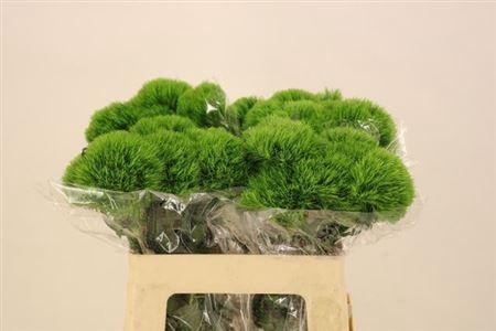 <h4>Di Barb Kiwi Mellow</h4>