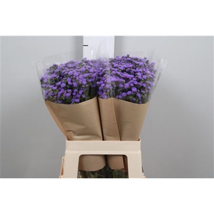 Ager H Jj Violet Blu