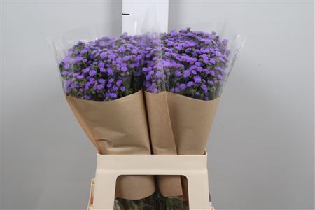 <h4>Ager H Jj Violet Blu</h4>