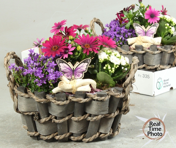 <h4>ARR TUINPLANTEN</h4>