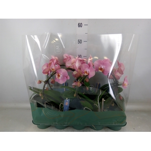 Phalaenopsis   ...rose