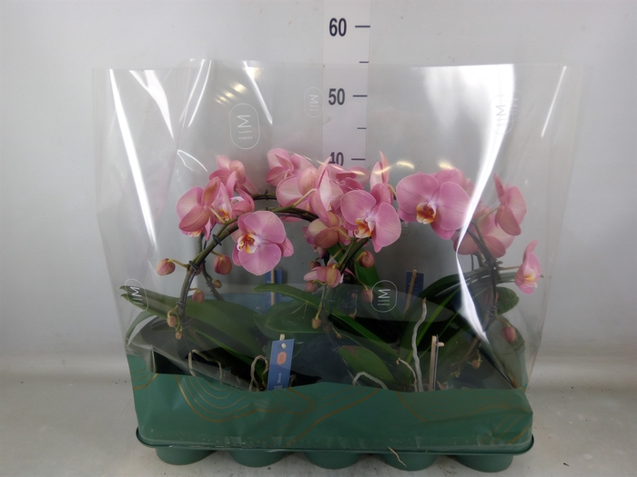 <h4>Phalaenopsis   ...rose</h4>