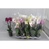 Phal Gem
