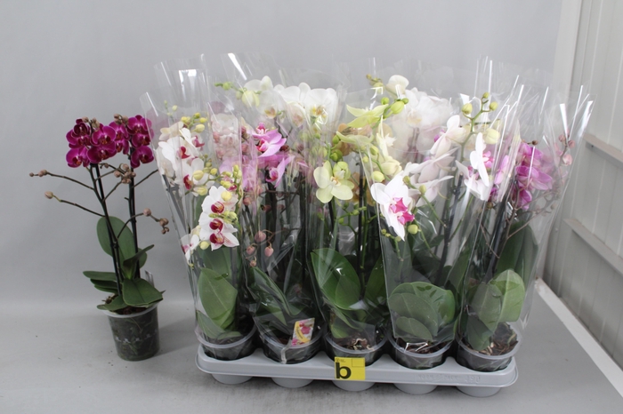 Phal Gem