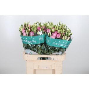 Eustoma G Rosita Rose P