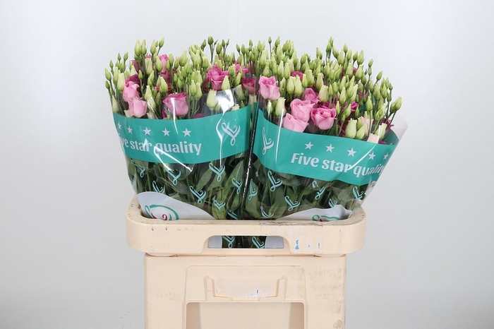 <h4>Eustoma G Rosita Rose P</h4>
