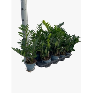 ZAMIO ZAMIIFOLIA