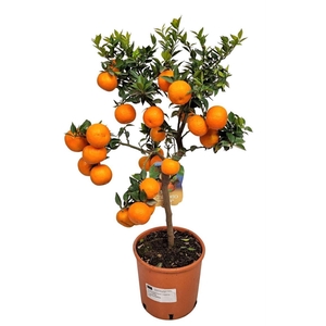 Citrus 'Chinotto'
