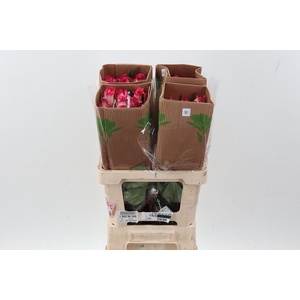 R Gr Stunning 50cm Fu