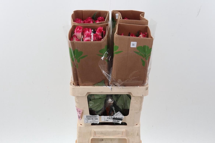 <h4>R Gr Stunning 50cm Fu</h4>