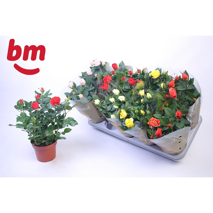<h4>RO B MONDE GEM</h4>