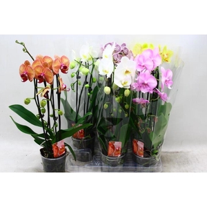 PHAL EL CASCADE