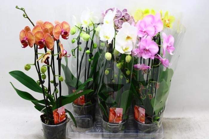 PHAL EL CASCADE