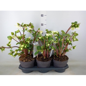 Helleborus  'Fkiss Mollys White'