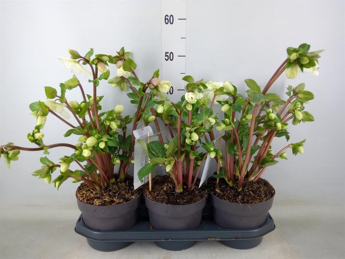 <h4>Helleborus 'Fkiss Mollys White'</h4>