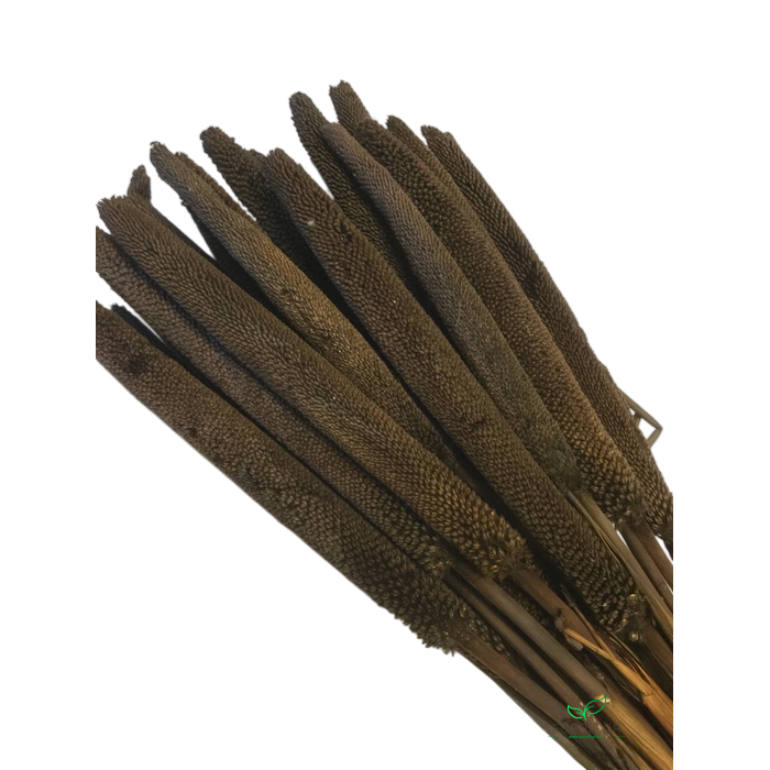 <h4>DRIED FLOWERS - BABALA BRUIN 30ST</h4>