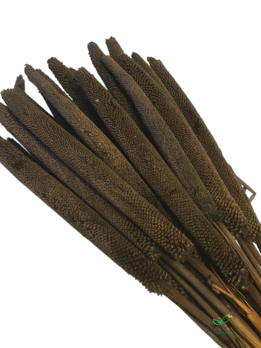 DRIED FLOWERS - BABALA BRUIN 30ST