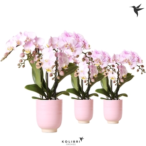 Kolibri Orchids Phalaenopsis pink 3 spike in Glazed pot pink