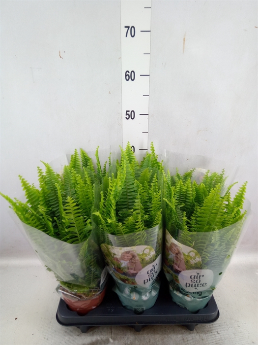 <h4>Nephrolepis exal. 'Green Lady'</h4>