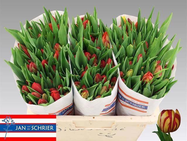 <h4>TU EN RED STONE</h4>