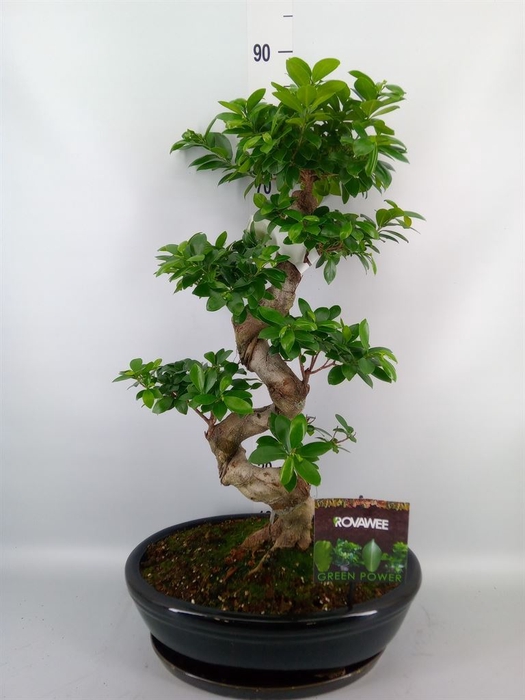 <h4>Ficus microcarpa 'Ginseng'</h4>