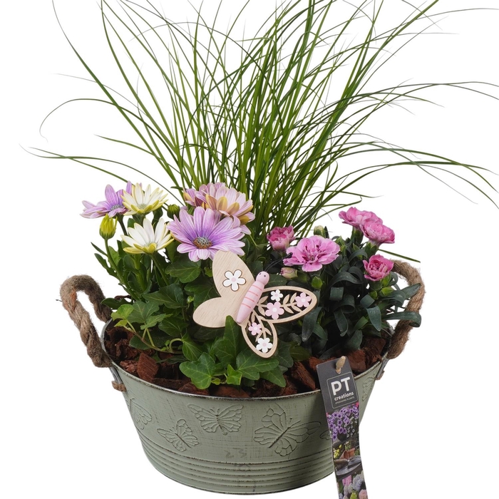 <h4>PTPP6825 Arrangement Patio in metalen bak</h4>