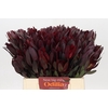 Leucadendron Saf Sunset Dark R.
