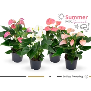 Summer Mix Anthurium