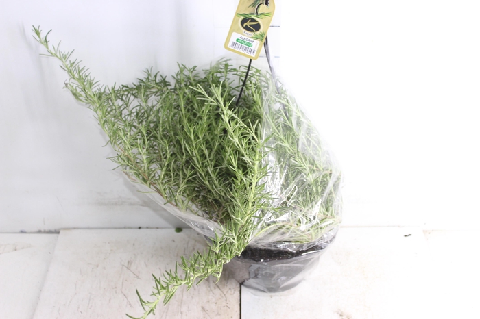 <h4>ALECRIM C21 PENDENTE</h4>