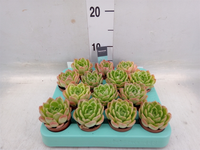 <h4>Echeveria gilva</h4>