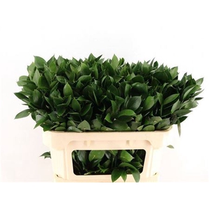 Ruscus Hypophyllum