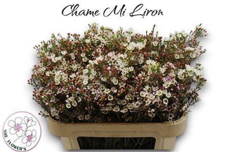 <h4>Chame Mi Liron</h4>