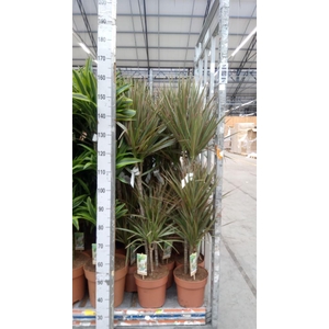 Dracaena marg. 'Bicolor'