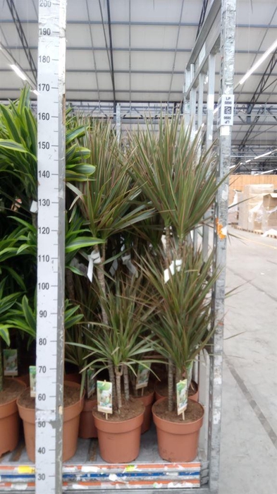 <h4>Dracaena marg. 'Bicolor'</h4>