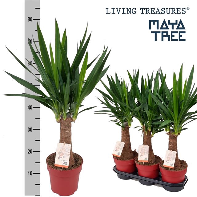 Yucca elephantipes overig 19Ø 80cm 2Head