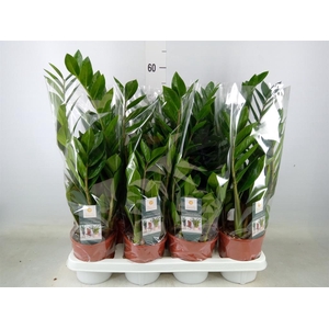 Zamioculcas zamiifolia