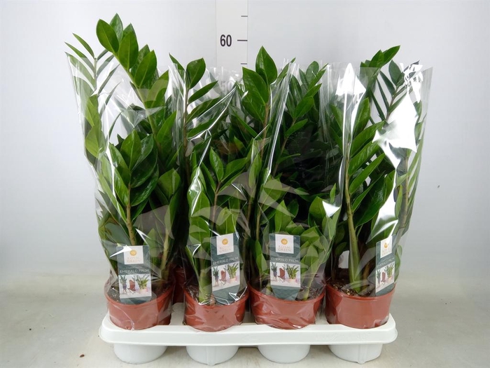<h4>Zamioculcas zamiifolia</h4>