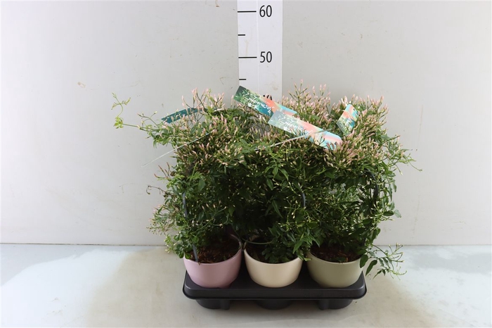 <h4>Jasm Poly Boog Wit 300+ Knop Keramiek Voorjaar</h4>