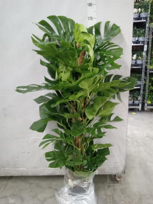 <h4>Monstera pertusum</h4>